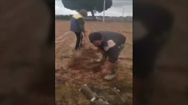 Tres agricultores plantan cadáveres de conejos