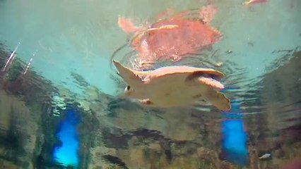 Rescatada una tortuga boba con anzuelos en la boca