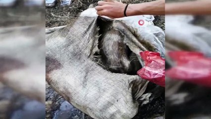 Çuvala koyulup ölüme terk edilen o köpek kurtarılamadı