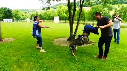 Gissey-sous-Flavigny : une démonstration de dressage canin
