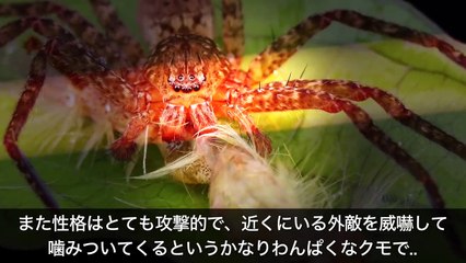 【衝撃】世界最強の毒グモに噛まれたらどうなるのか？