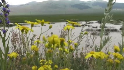Sarıkamış yaz aylarında yaban hayatıyla büyülüyor