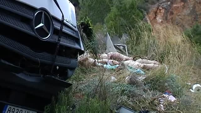 Un camión cargado de cerdos vuelca en la CV-35