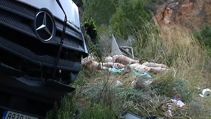 Un camión cargado de cerdos vuelca en la CV-35