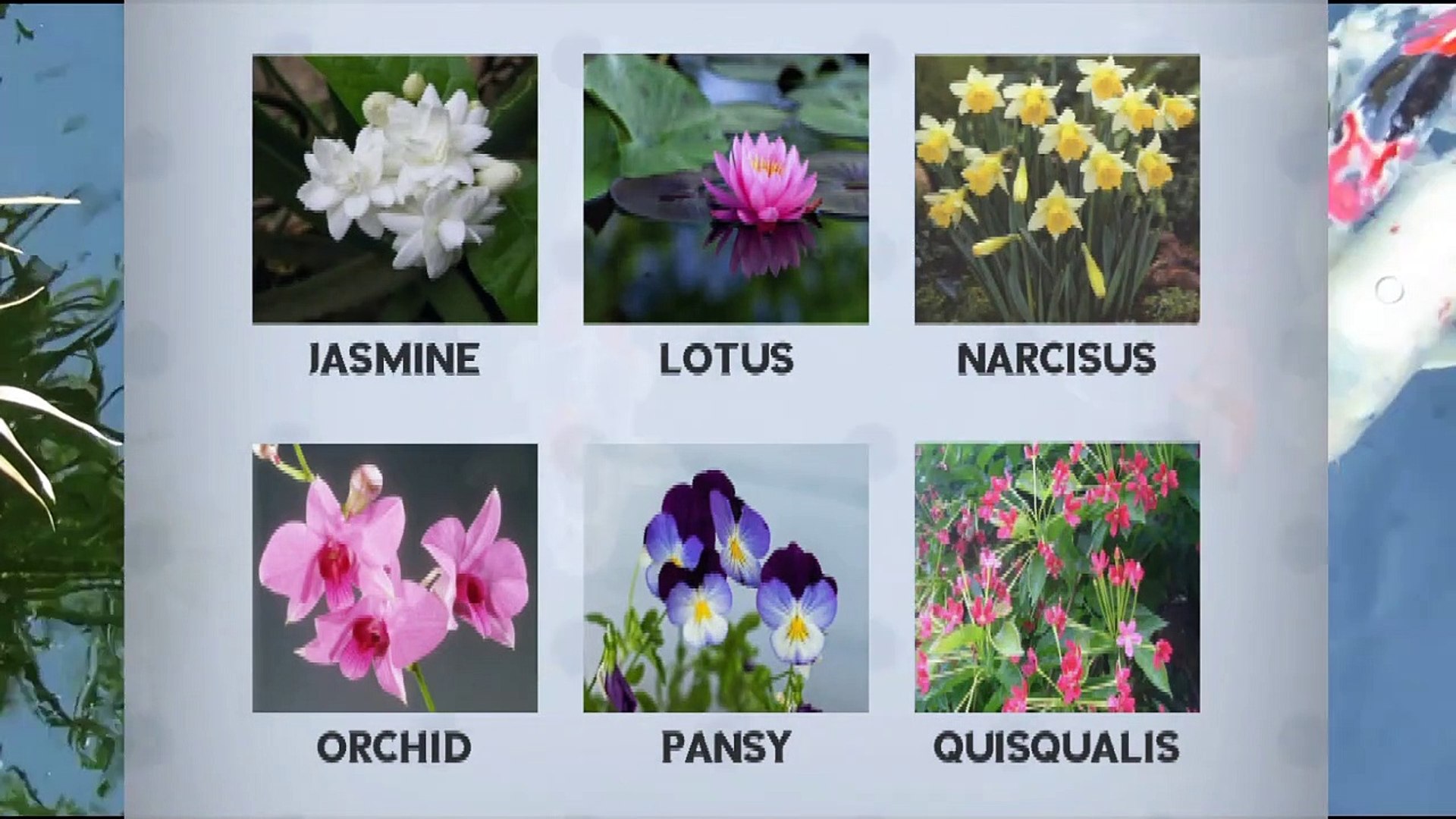 Flower Names For Kids In English - Kids Educational Videos, image size:1920x1080