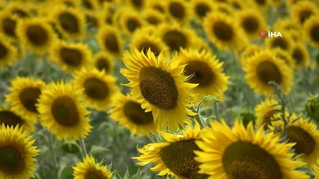 Sarıya boyanan tarlalar doğa tutkunlarını cezbediyor