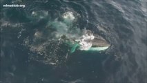 El banquete de las ballenas en la costa catalana de Garraf