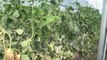 Projekti në fshatrat e Lushnjës, bujqësia me bimë mjekësore - Top Channel Albania - News - Lajme