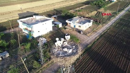 Bir yuvada 6 yavru leylek şaşırttı