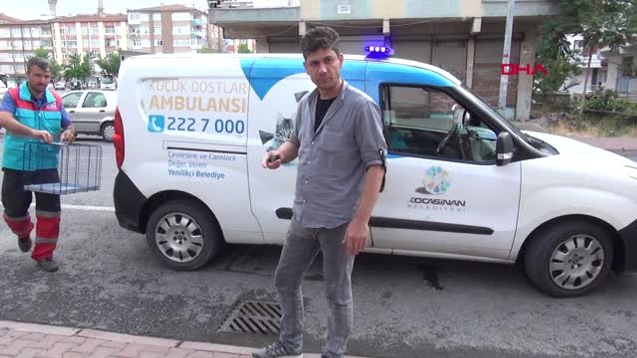 Kayseri'de ebabil kuşu bulundu