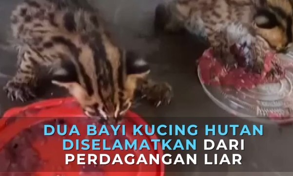 Dua Bayi Kucing Hutan diselamatkan dari Perdagangan Liar