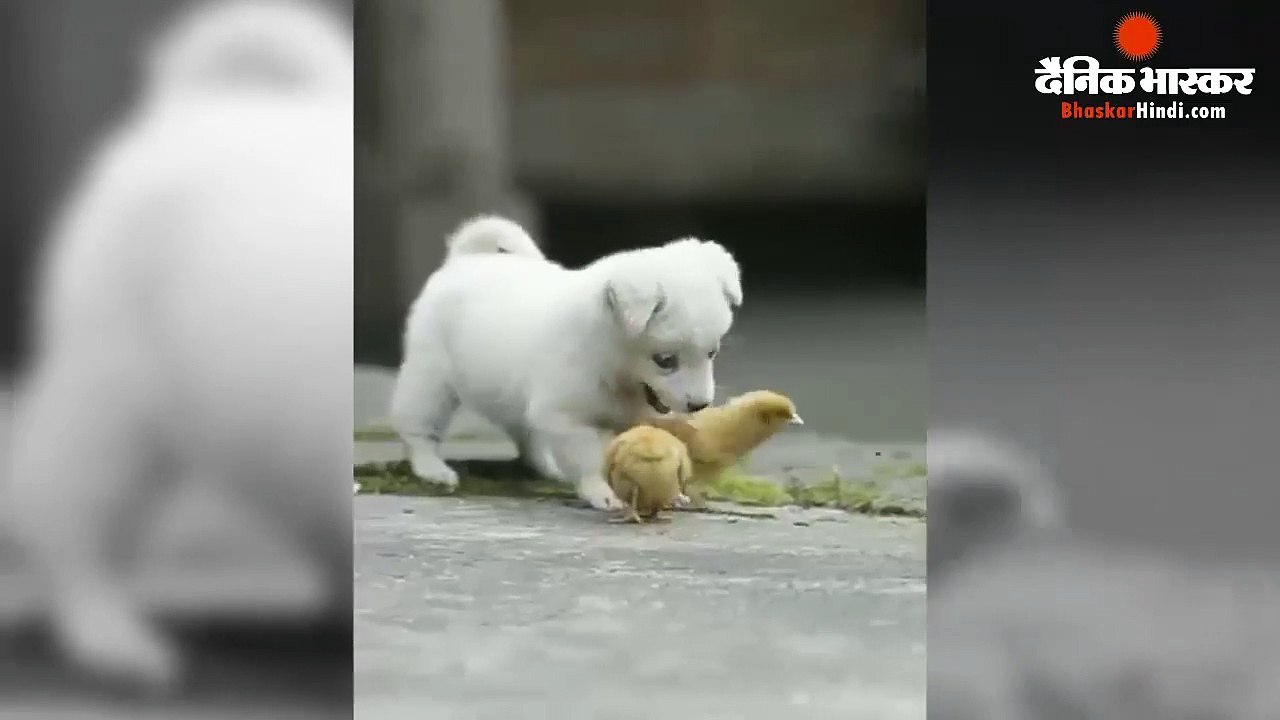 Puppy और चूज़ों के इस वीडियो को देख आपके मुंह से Awww निकलेगा