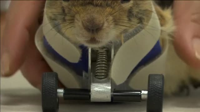 Ponen una prótesis a una ardilla para que pueda volver a caminar