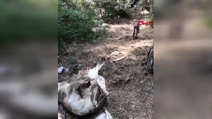 ANTALYA Çuval içinde yaralı bulunan yavru köpek uyutuldu