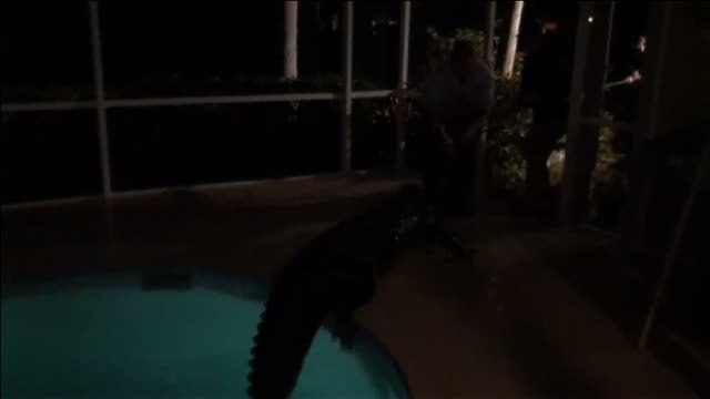 Un cocodrilo de más de tres metros se 'baña' en una piscina privada en Florida