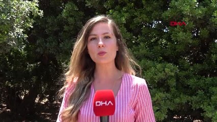 İZMİR Çeşme'den sakız damlamaya başladı