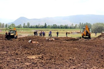 Erzincan'da şaşkına çeviren görüntü! İnekleri tarlada bu halde buldular