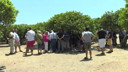 "Çeşme'den Sakız Damlıyor" projesinde ilk hasat