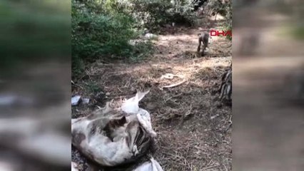 ANTALYA Ormanlıkta çuval içinde biri ölü, diğeri ölmek üzere olan iki köpek bulundu-EK