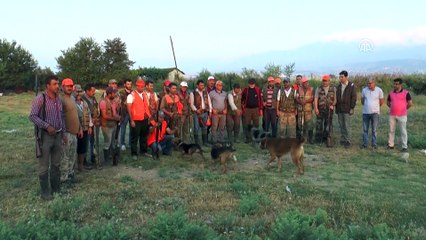 Yaban domuzlarına yönelik sürek avı - HATAY