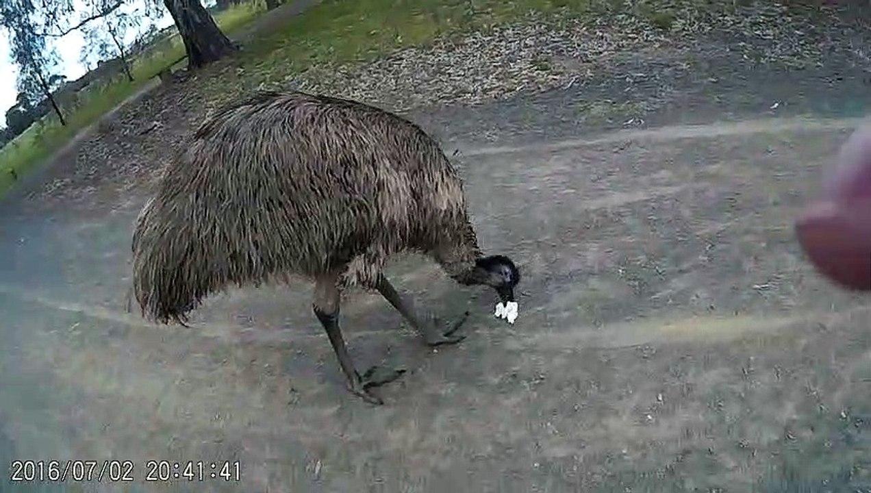 emu