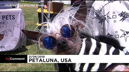 Voici "Scamp the tramp", le chien élu "le plus moche du monde"
