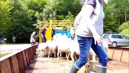 Transhumance de brebis à Madine