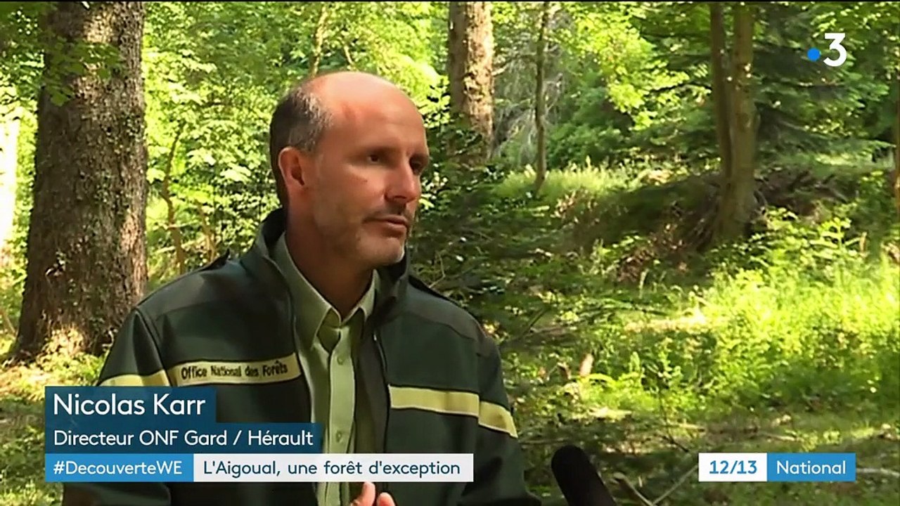 Cévennes : l'Aigoual, une forêt d'exception
