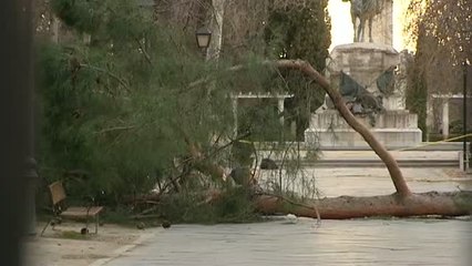 Un niño fallece aplastado por un árbol en El Retiro