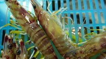 Japanese Street Food - LIVE SHRIMP & BLACK GARLIC SQUID Okinawa Seafood Japan