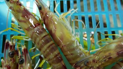 Japanese Street Food - LIVE SHRIMP & BLACK GARLIC SQUID Okinawa Seafood Japan