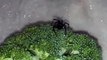Un homme découvre une araignée veuve noire dans ses brocolis... Miam