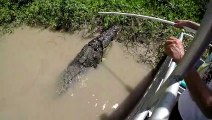 Ces touristes croisent un crocodile monstrueux dans les marais de floride