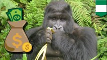 Zoo money stolen by armed robbers, not eaten by gorilla