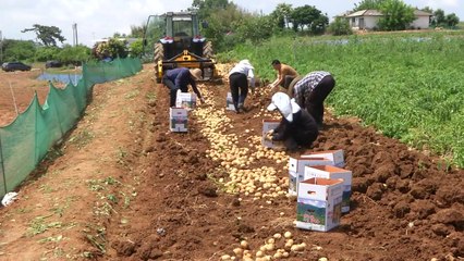 감자 농가 위기 탈출 위해 '지원사격' / YTN