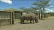 Muere en Kenia el último ejemplar varón de rinoceronte blanco del norte