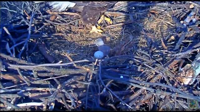 Una cámara graba el nacimiento de un nuevo polluelo de águila en un tejado de Washington