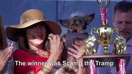VID1360356_EN: World’s Ugliest Dog Competition held in California