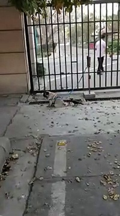 Une corneille s'amuse avec la queue d'un chien