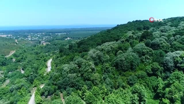 Türkiye'nin en büyük ıhlamur ormanlarında hasat başladı...Ihlamur ormanları havadan görüntülendi