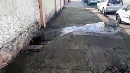 Dejetos escorrem pela via na Barão do Cerro Azul e geram incômodo