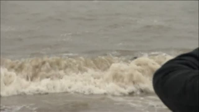 Regresa al mar la foca que fue herida por un 'frisbee'