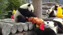 Ocho crías de oso panda dan la bienvenida al Año Nuevo Chino