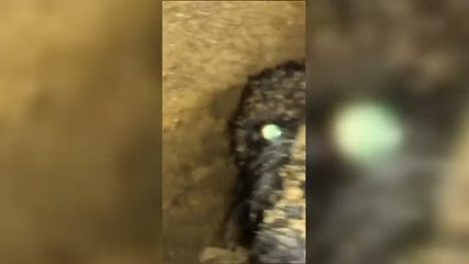 Un rescate de 72 horas para un perro