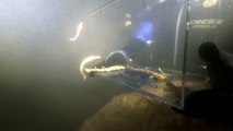 El Oceanográfico libera a tiburones en La Marina de Valencia