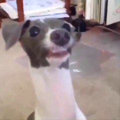 Most Funniest Animal Videos - TRY NOT TO LAUGH COMPILATION 2019