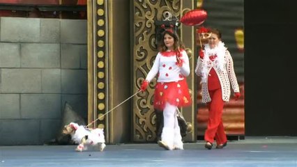 Perros dragones, mariposas y chihuahuas pirata en el Carnaval canino de Las Palmas