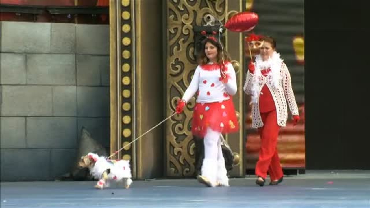 Perros dragones, mariposas y chihuahuas pirata en el Carnaval canino de Las Palmas