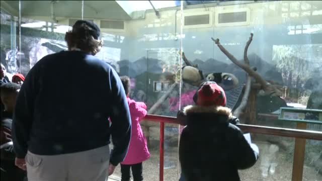 Los gemelos panda del zoo de Atlanta son toda una atracción