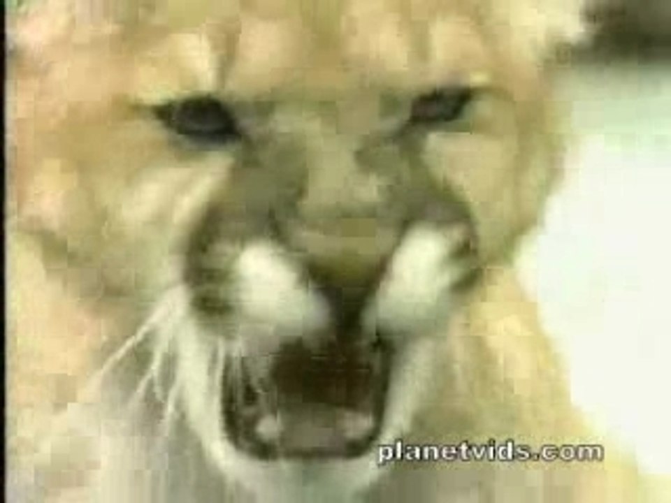 ours vs cougar